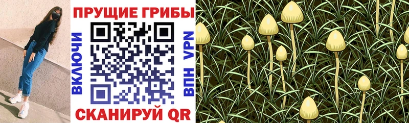 Галлюциногенные грибы MAGIC MUSHROOMS  Курчалой 
